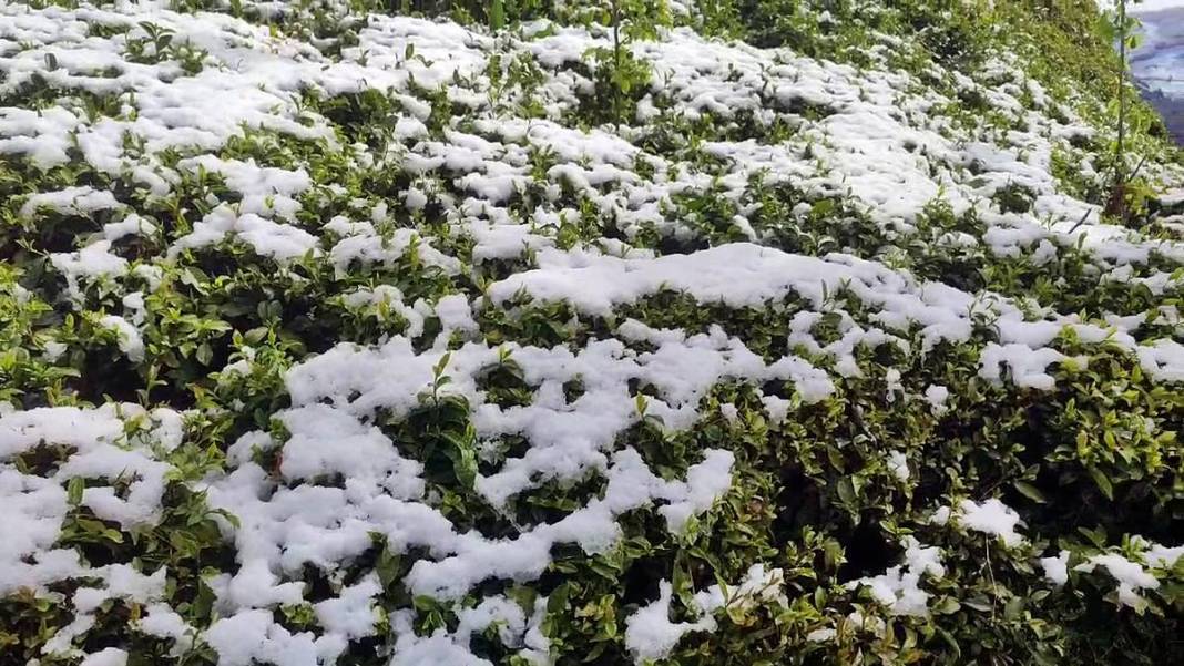 Tarımda tarihin en büyük felaketi yaşanıyor! Meyve, sebze fiyatlarında rekor artış yaşanacak 1